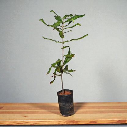 Macadamia Nut Live Fruit Plant Tree