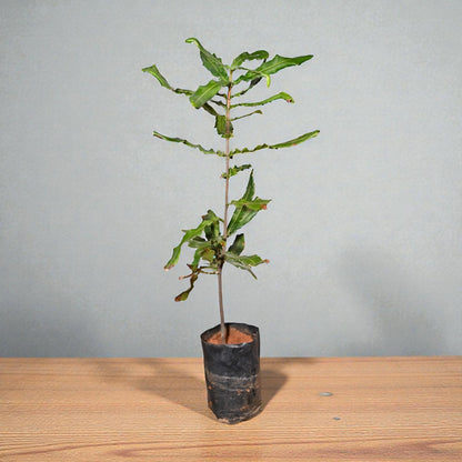 Macadamia Nut Live Fruit Plant Tree