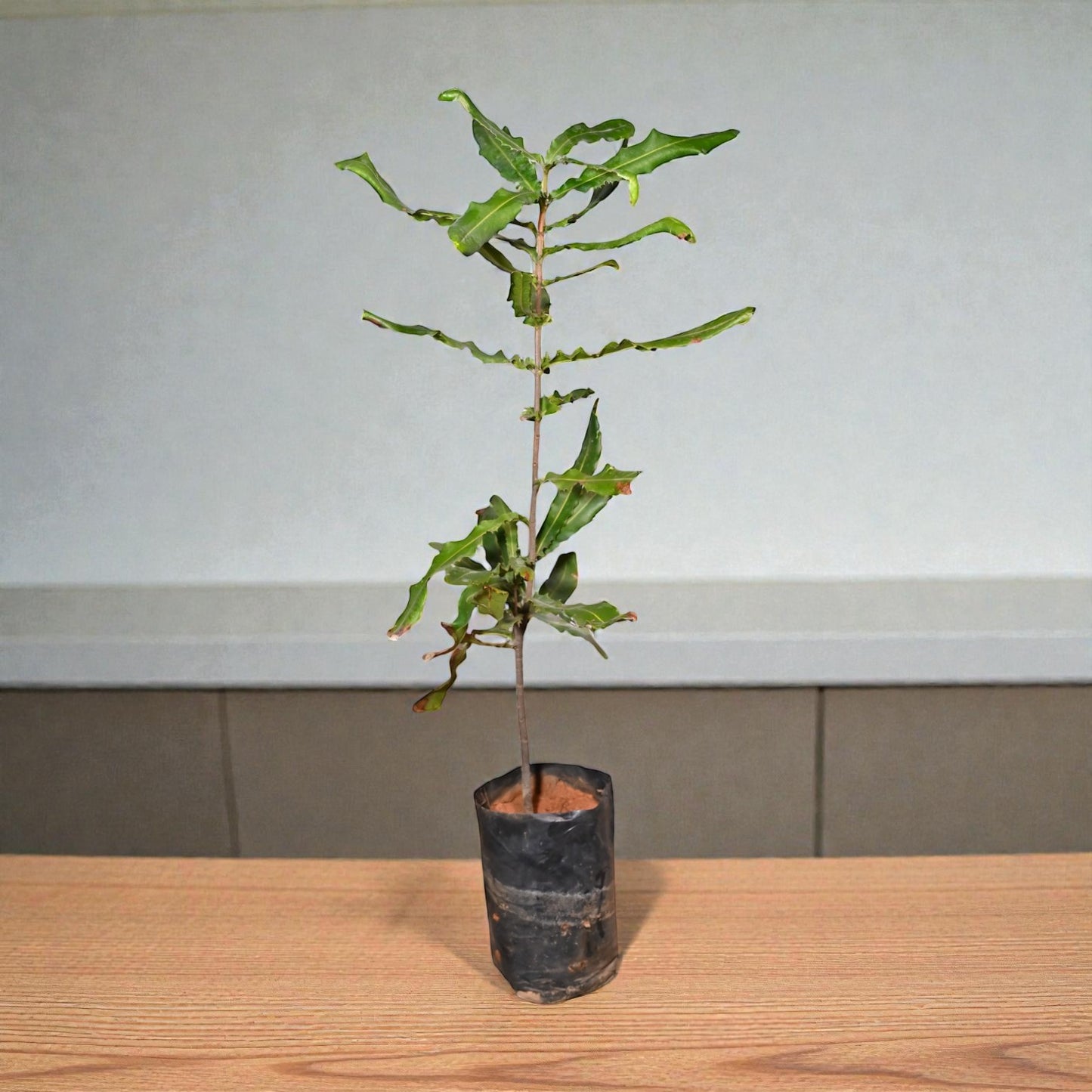 Macadamia Nut Live Fruit Plant Tree