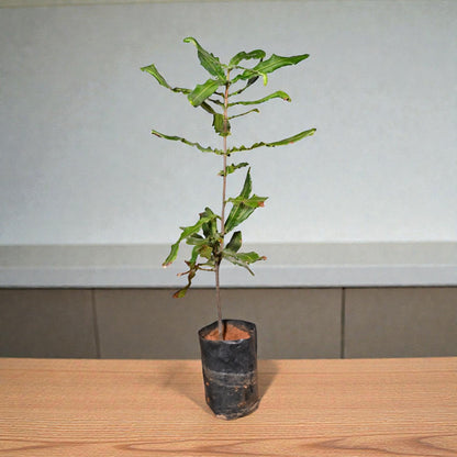Macadamia Nut Live Fruit Plant Tree