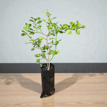 NRCC7 Lime Fruit Plant