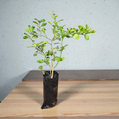 NRCC7 Lime Fruit Plant