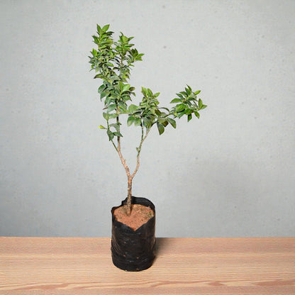 China Orange jaihindnursery