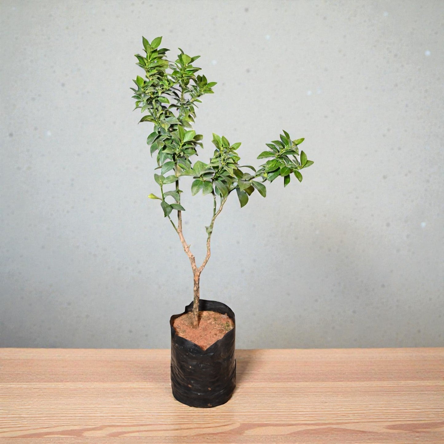 China Orange jaihindnursery