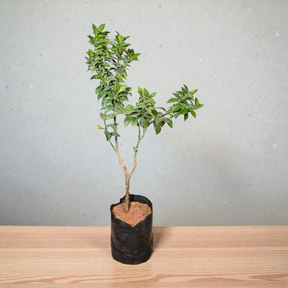 China Orange jaihindnursery