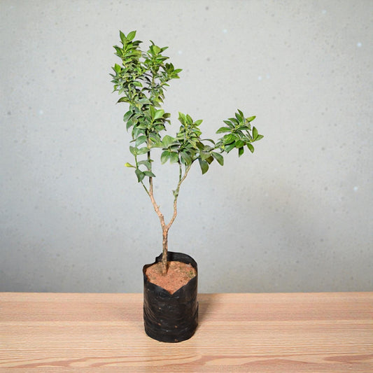 China Orange jaihindnursery