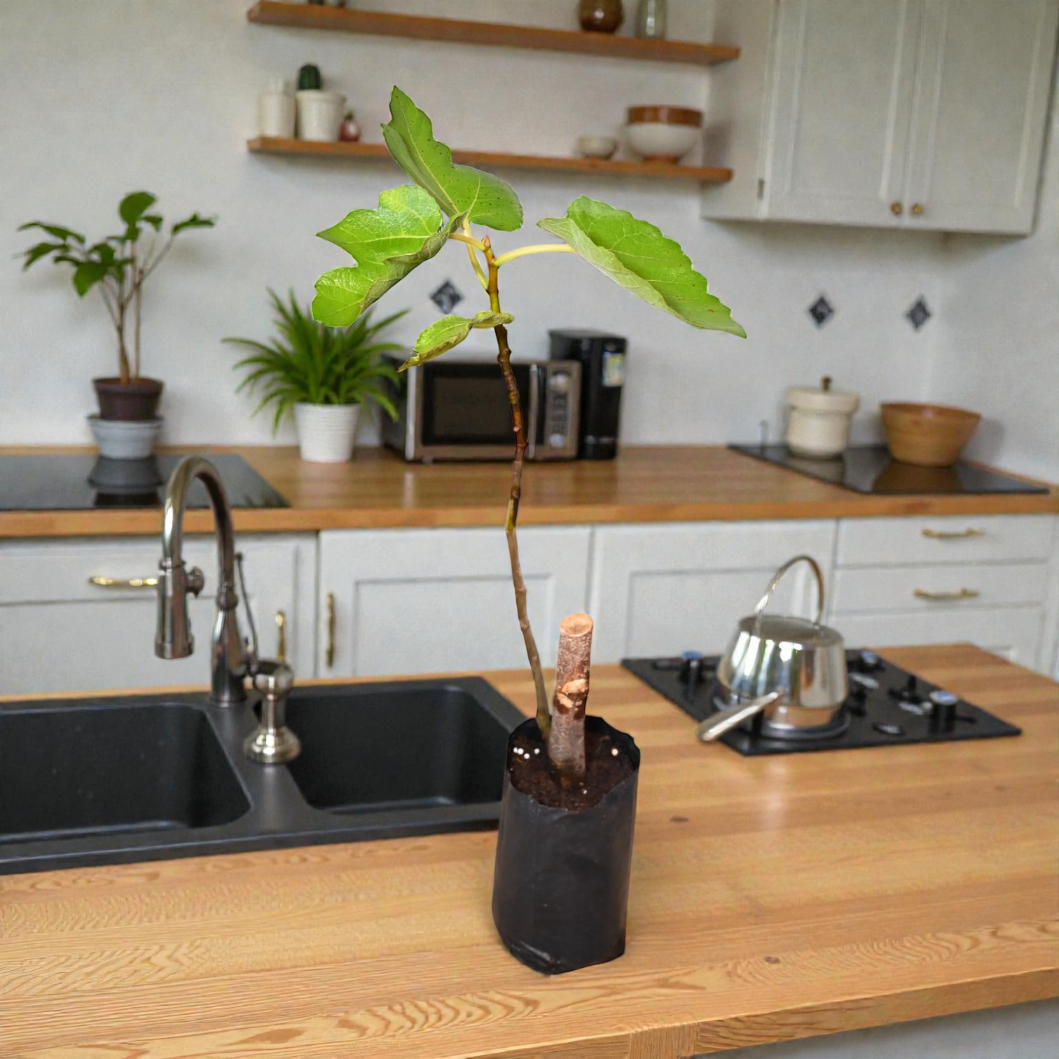 Puna Red Fig jaihindnursery