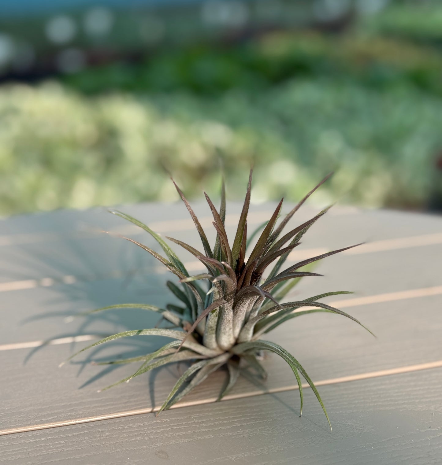 Combo Pack of 5 Best Indoor  Plant