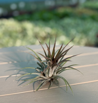 Combo Pack of 5 Best Indoor  Plant