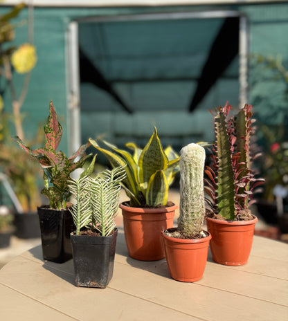 5 Best Office Plants for Desk | Easy Indoor Plants Set