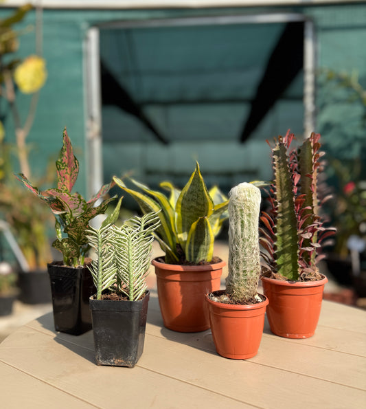 5 Best office plant 🌱