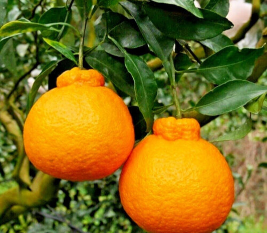 Docopan Orange plant