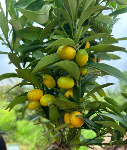 Mitha Nimbu Live Plant for Garden & Home Growing - jaihindnursery