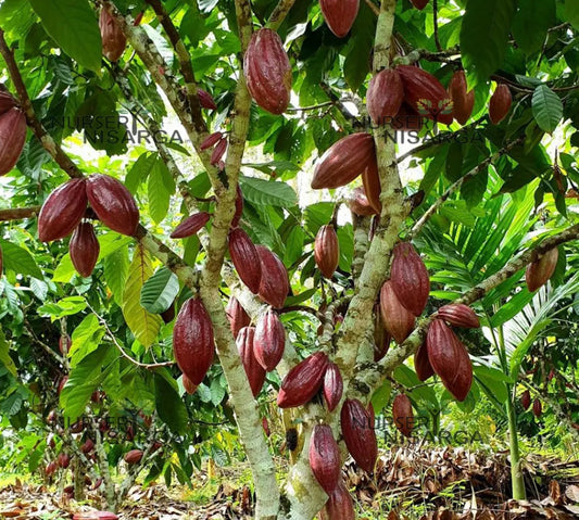 Coco fruit plant