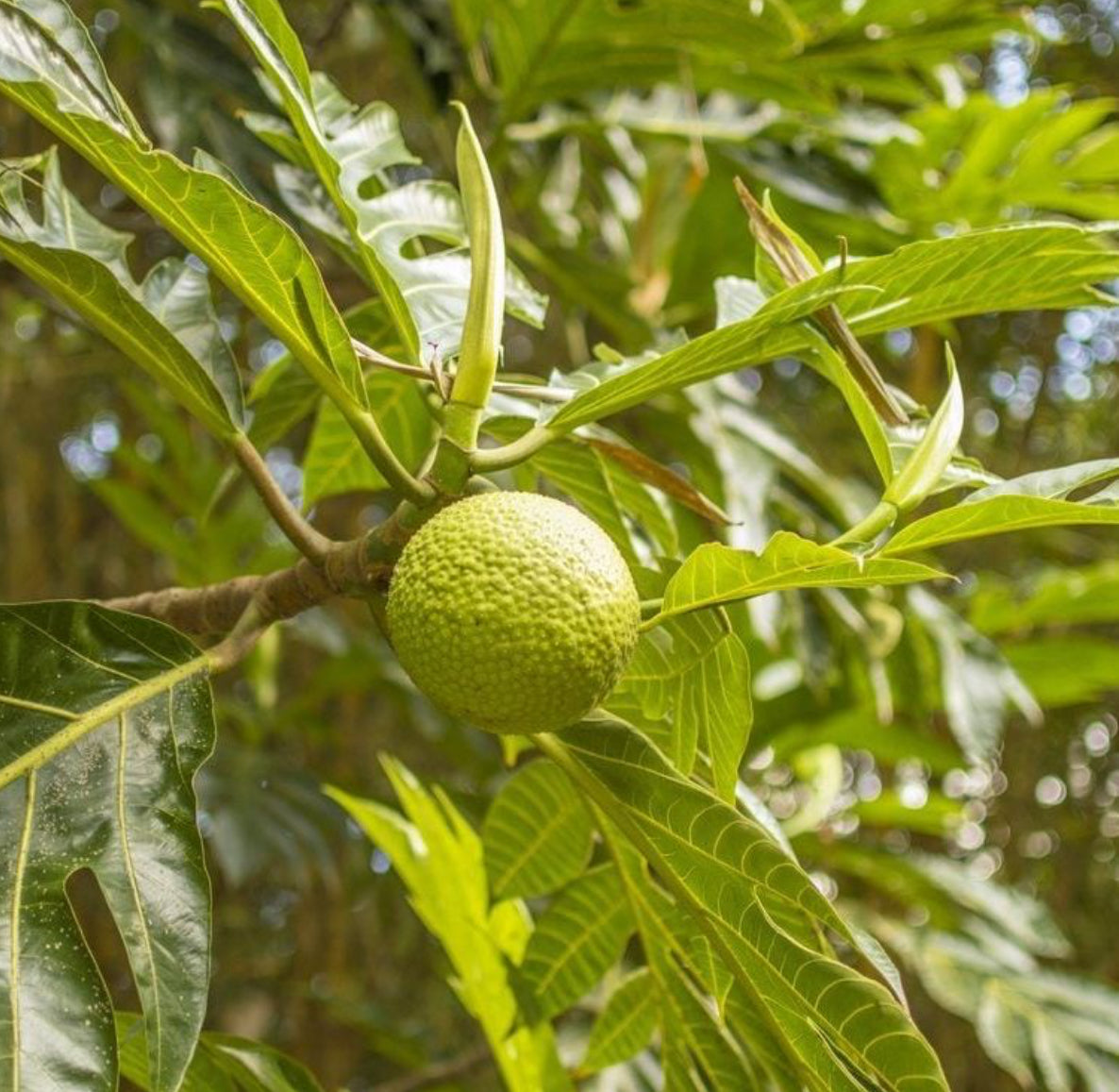 Breadfruit Live Fruit Plant Tree