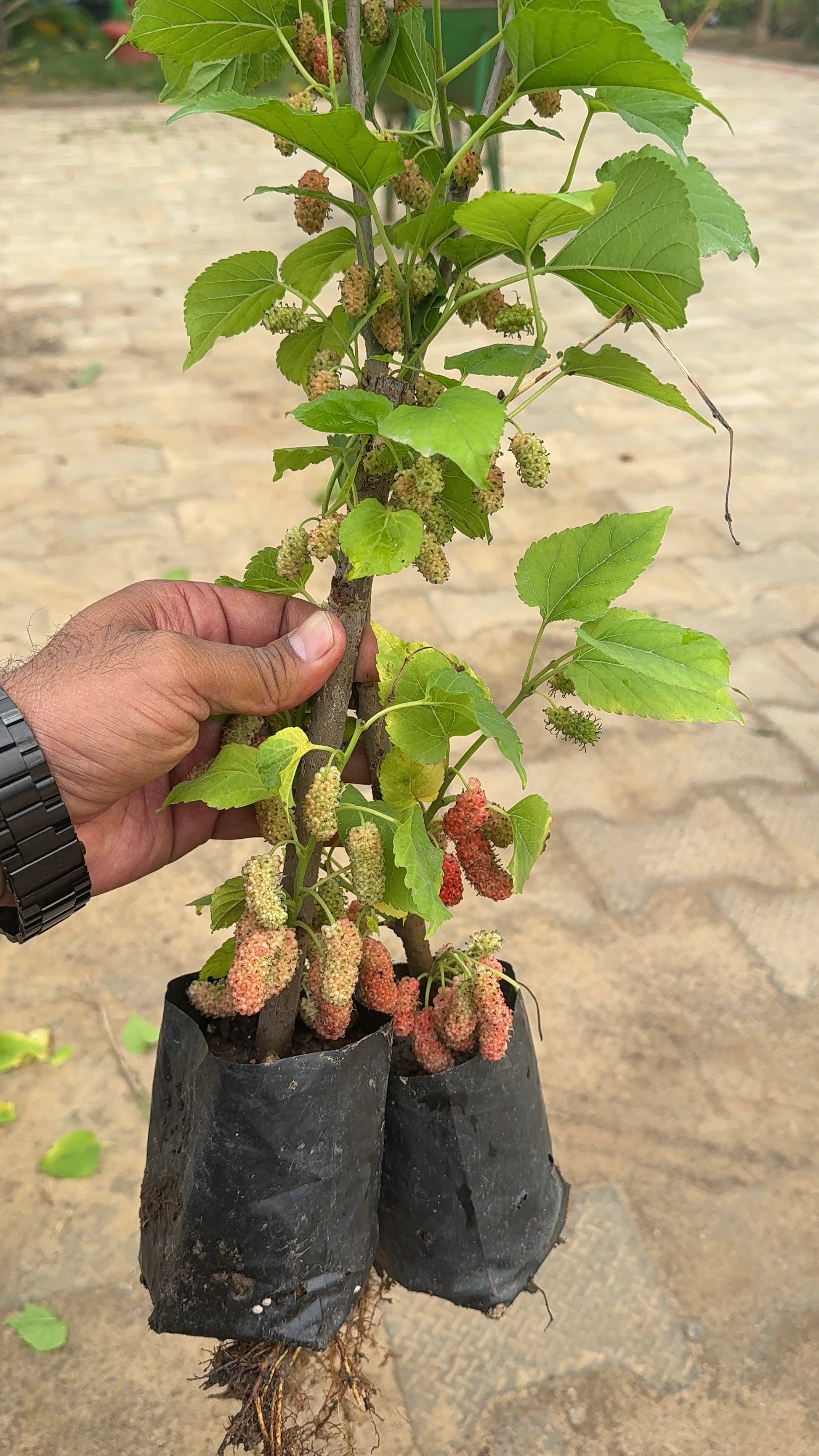Chiang Mai 60 Mulberry Live Fruit Plant for Outdoor Garden - jaihindnursery