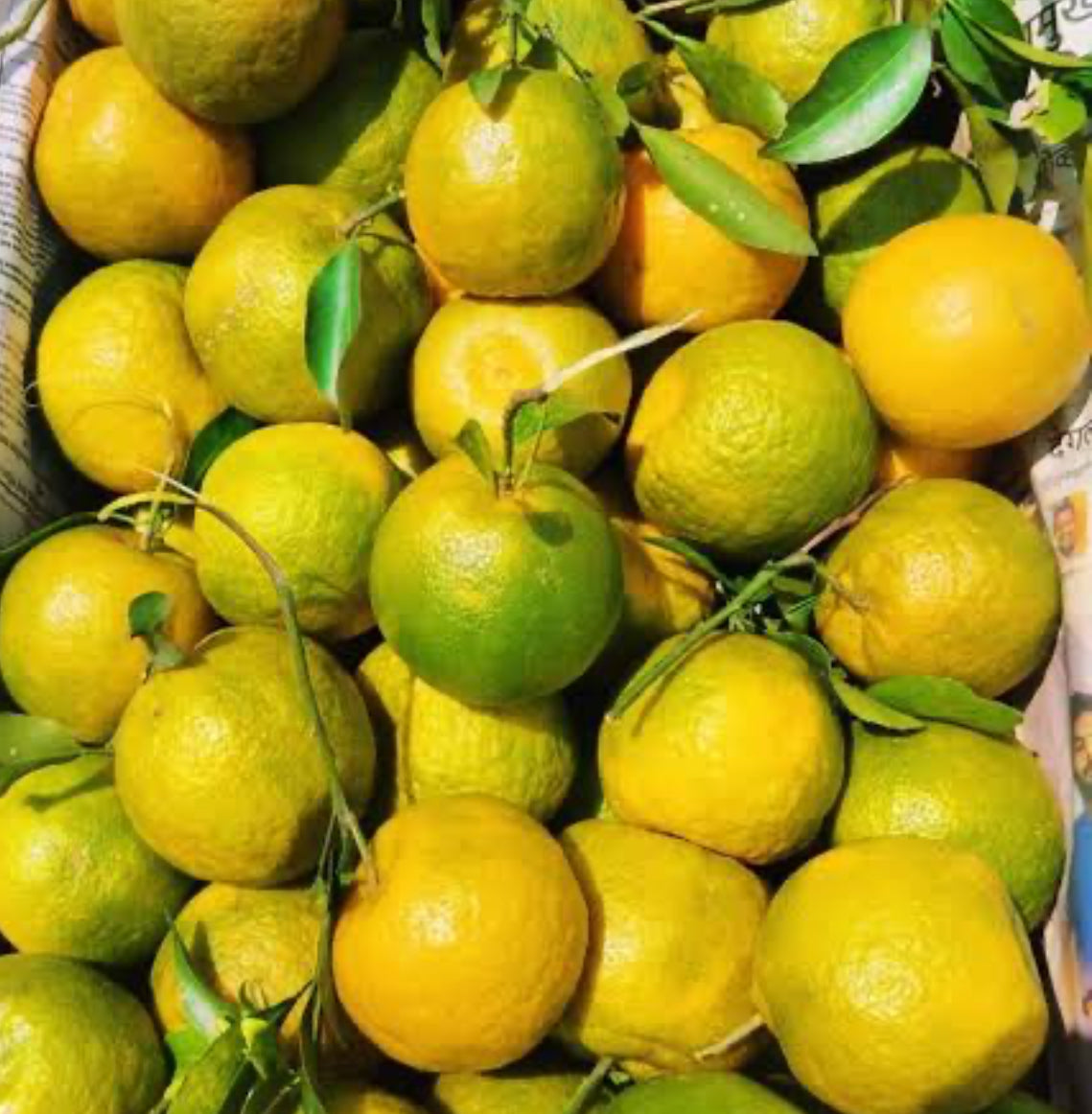 Nagpuri Santra (Alemo) Live Fruit Plant for Home Garden - jaihindnursery