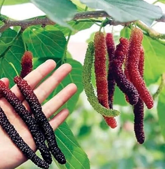 Dragon Mulberry Long Live Fruit Plant