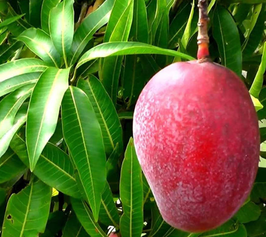 Red palmar Mango plant