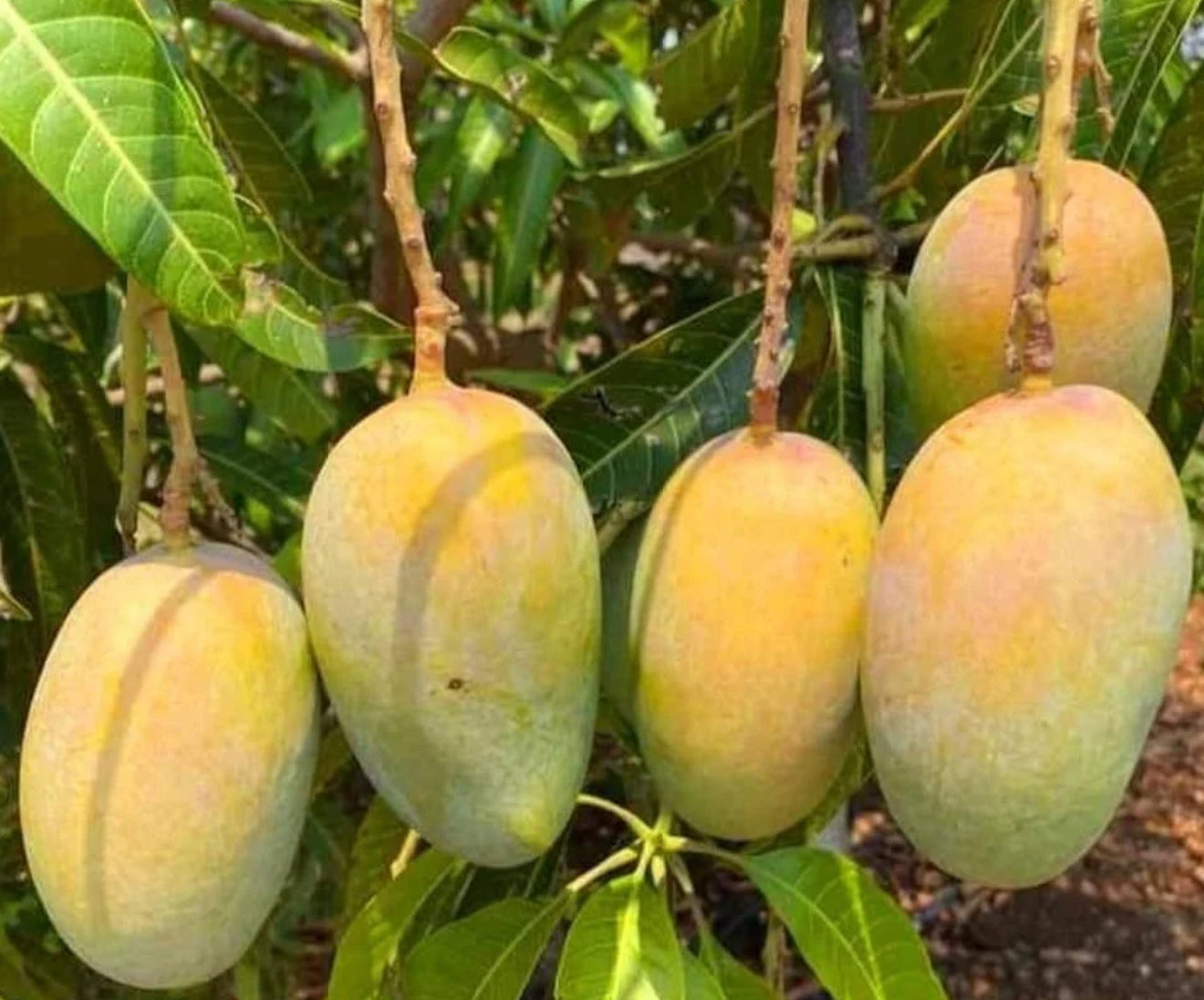 Kesar Mango plant
