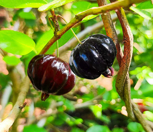 Black Suriname Cherry Live Fruit Plant