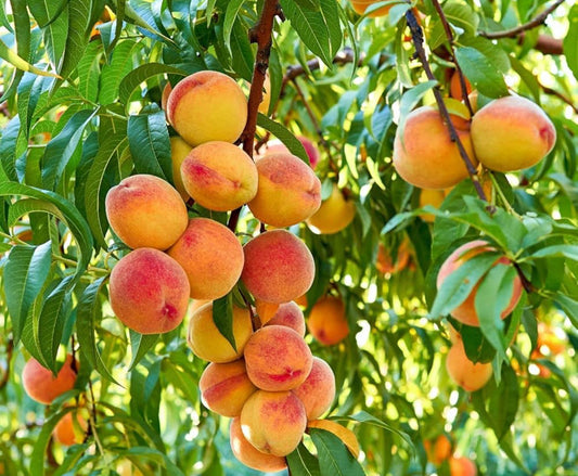 Peach Parbhat Live Fruit Plant Tree