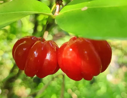 Surmai cherry