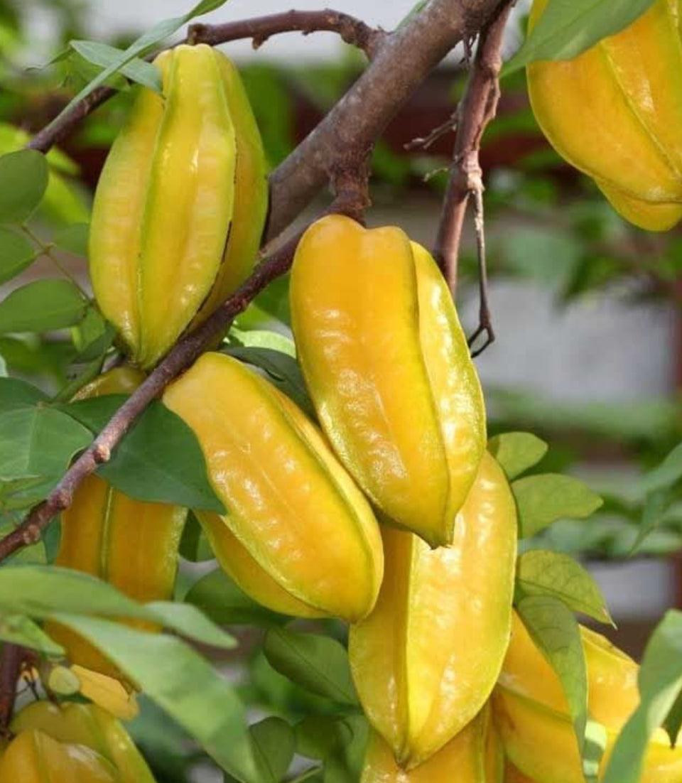Star fruit
