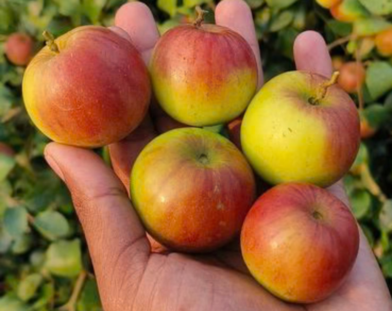 Bal Sundari Ber Live Plant | jaihindnursery Fruit Tree
