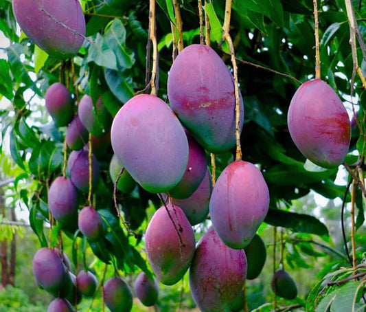 Tommy Atkins Mango Live Fruit Plant