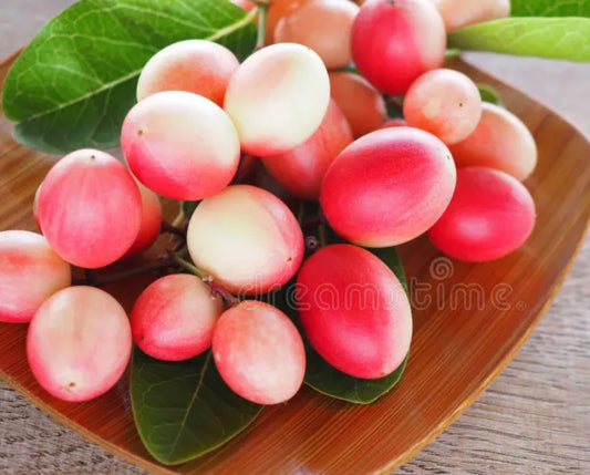 White Karonda Live Fruit Plant Tree