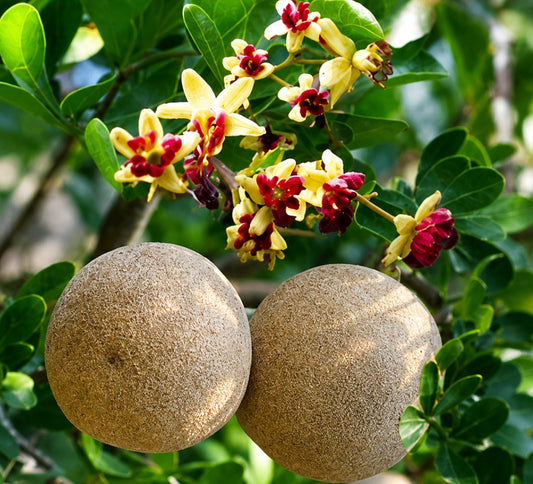 Wood Apple