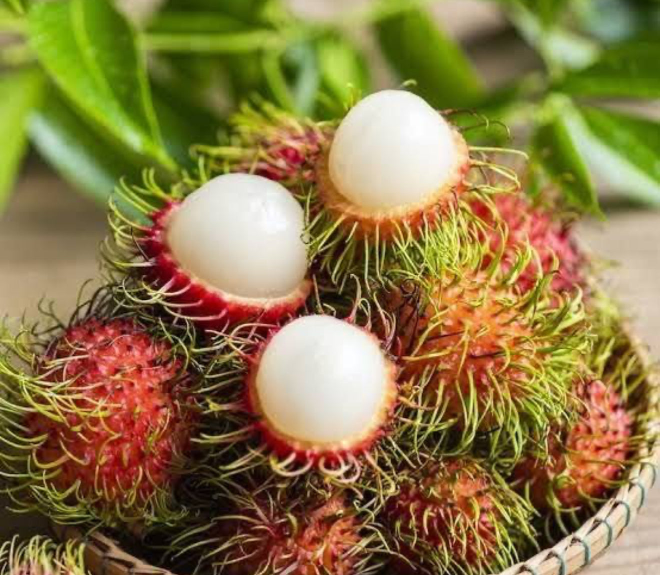 Rambutan plant