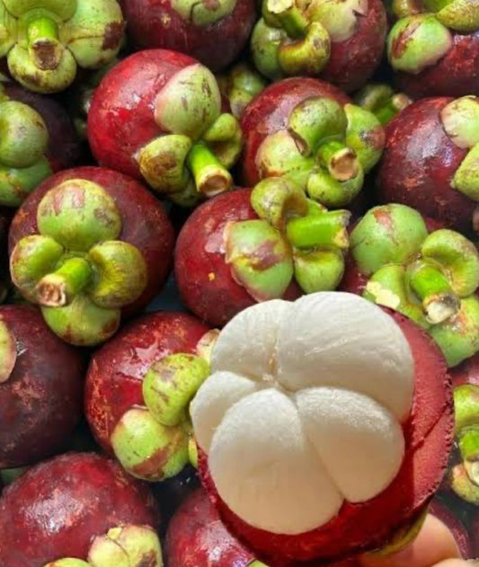 Mangosteen Seed