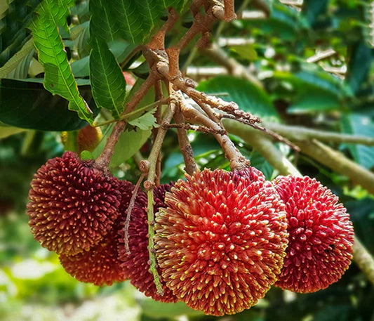 Pulasan fruit plant