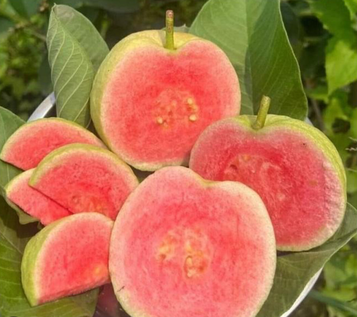 Pink Guava Fruit