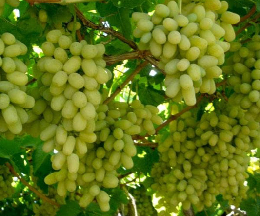 Green grapes