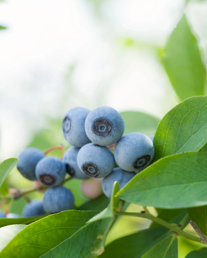 Blueberry Biloxi Live Fruit Plant