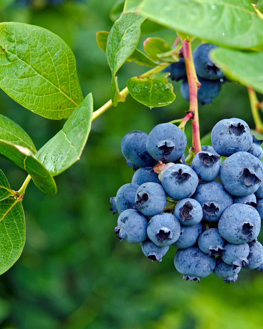 Blueberry Biloxi Live Fruit Plant