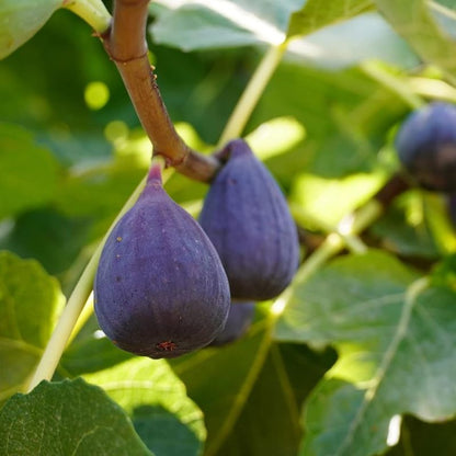Black Ischimp Fig jaihindnursery