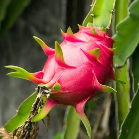 Pink Pulp Dragon IIHR-1