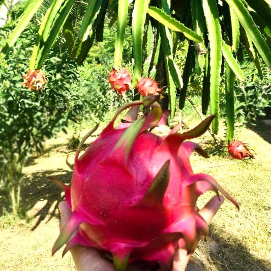 Moroccan Red Dragon Fruit