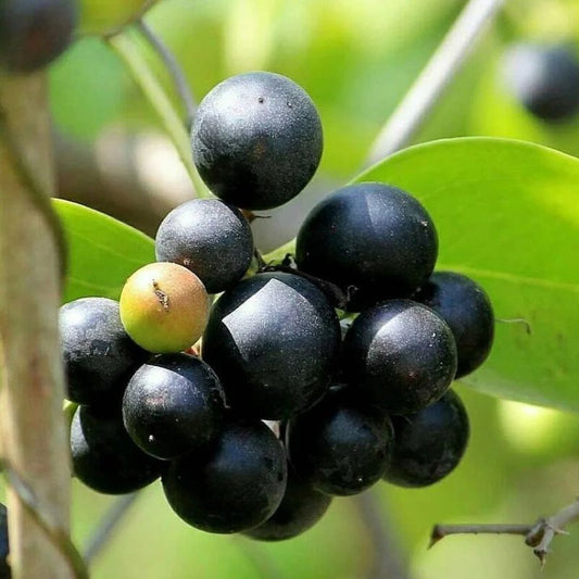 Karonda (Black & White)