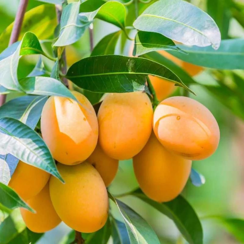Amrapali Mango Live Fruit Plant Tree