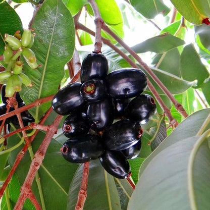 Thai King Jamun jaihindnursery