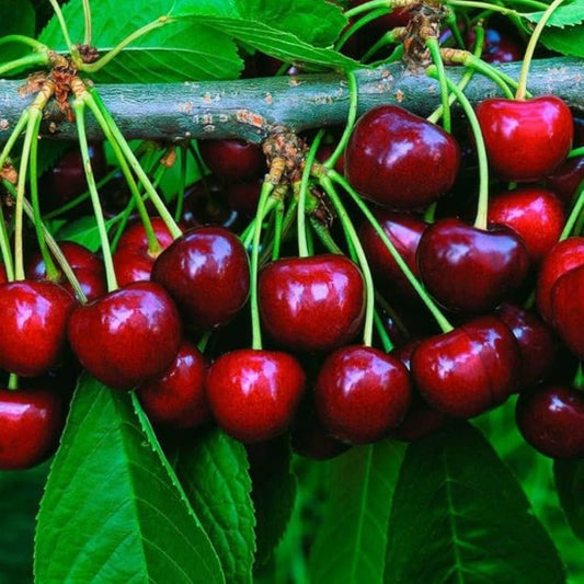 Cherry Barbados