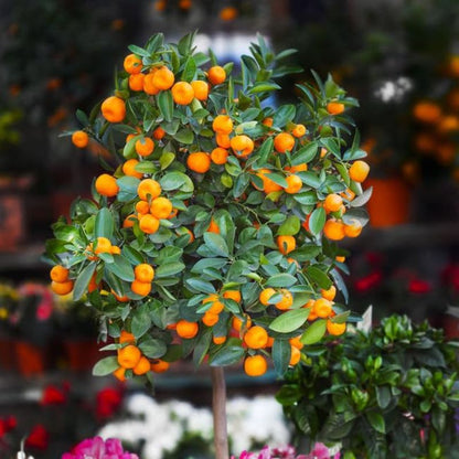 China Orange jaihindnursery
