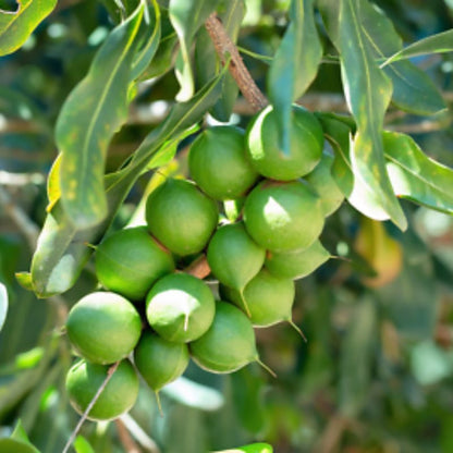 Macadamia Nut Live Fruit Plant Tree