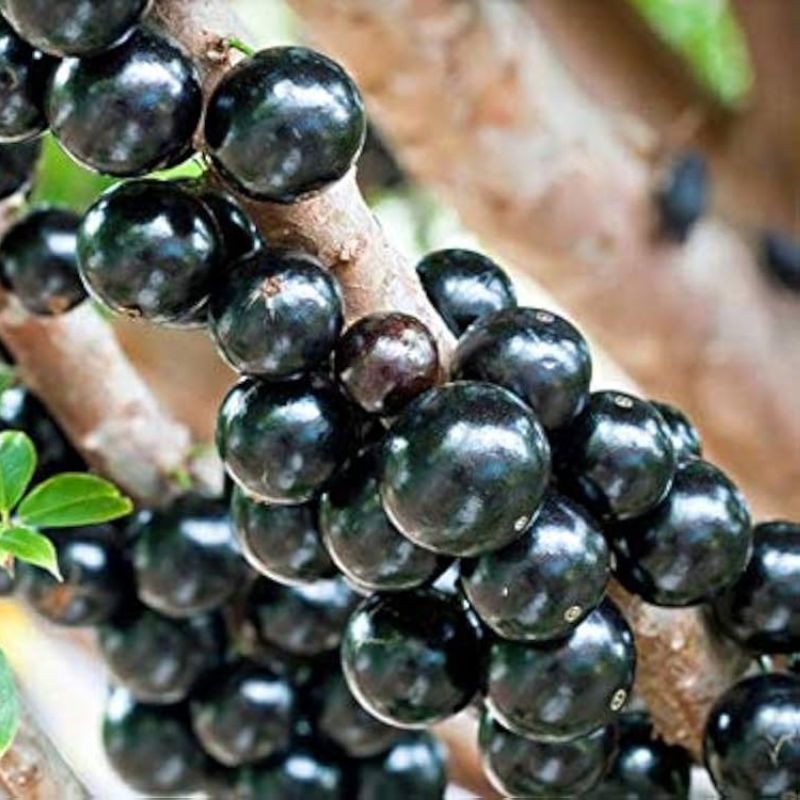Jabotika Fruit Live Plant Tree
