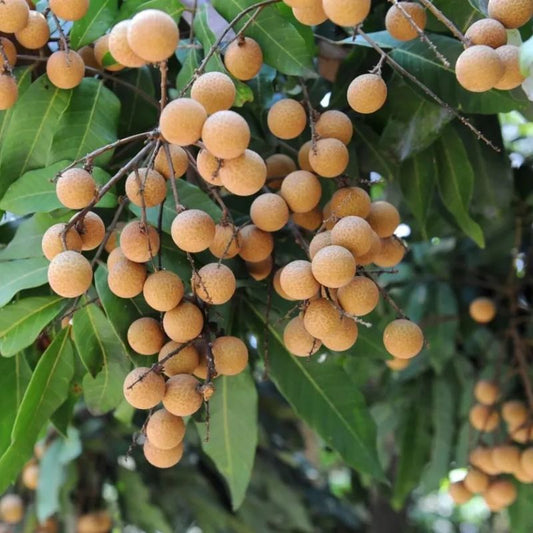 Longan Fruit 4 season - jaihindnursery